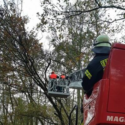 20171103_H1_Baum_droht_auf_Strasse_zu_fallen_Feuerwehr_Dannenberg