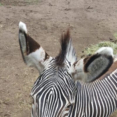 20190615_FG_Besuch_Schweriner_Zoo_Floriangruppe_Dannenberg_6